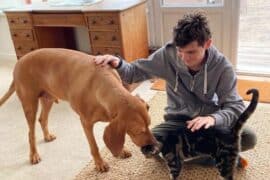 animaux domestiques
