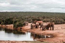 Safari CapeTown