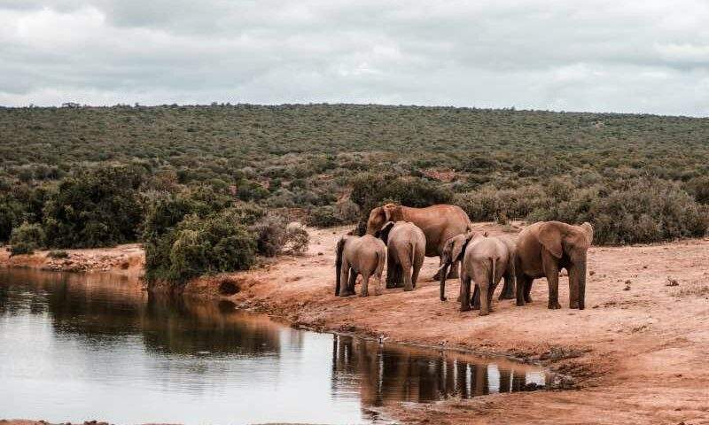 Safari CapeTown